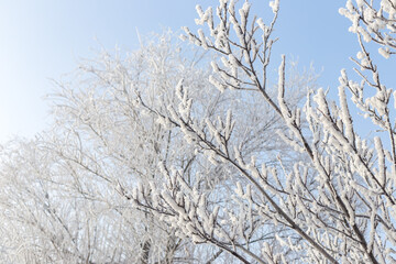 trees covered with frost in winter