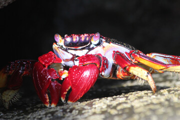 rote_Klippenkrabbe