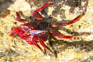 rote_Klippenkrabbe