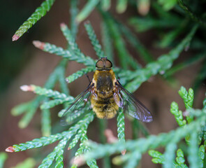 Ein Fliegen, oder Bienenähnliches Insekt auf einer Konifere.
