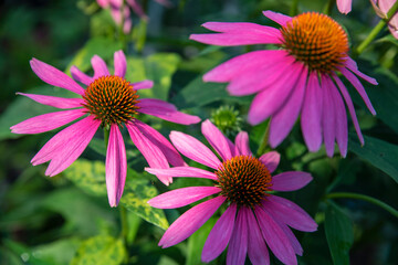 Fototapeta premium pink flowers close up