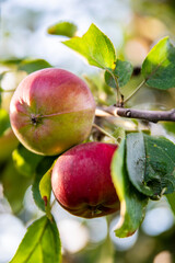 two red apples on green tree branches