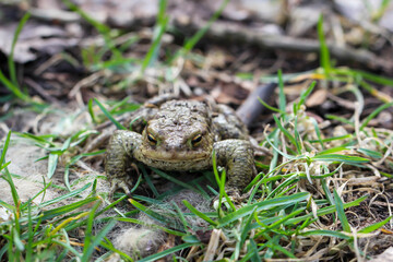 Eine Erdkröte, Boa Boa am Rand eines Teiches.
