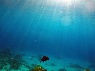 Tropical coral reef. Ecosystem and environment. Egypt. Near Sharm El Sheikh