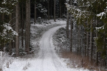 Bach, Fluss, Weg, Baum, Wald, Schwarzwald, 