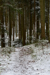 Bach, Fluss, Weg, Baum, Wald, Schwarzwald, 