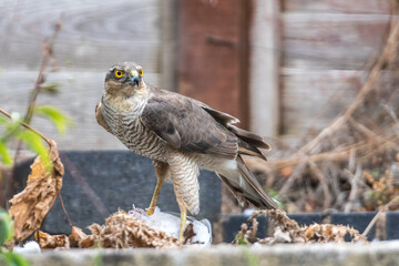 Sparrowhawk female feeding on a pigeon carcass