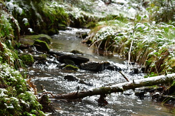 Bach, Fluss, Weg, Baum, Wald, Schwarzwald, 