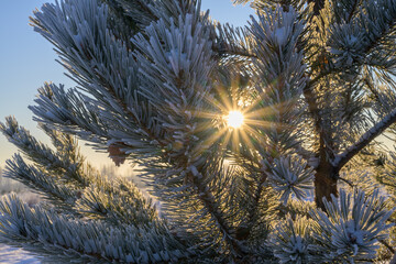 pine branches in hoarfrost. close-up. the sun peeps through the branches. severe frost painted long pine needles with white frost