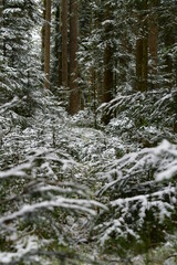 Bach, Fluss, Weg, Baum, Wald, Schwarzwald, 