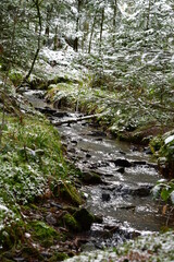 Bach, Fluss, Weg, Baum, Wald, Schwarzwald, 