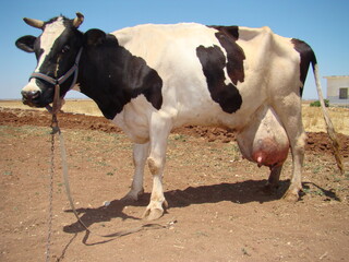 Edema after birth.
physiological edema of pregnancy.
cow udder.
Edema but it may turn into mastitis, inflammation, infection.
animal diseases.
farm veterinarian.
surgery vet.
veterinary medicine