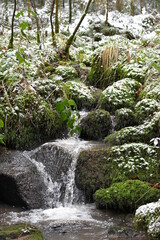 Bach, Fluss, Weg, Baum, Wald, Schwarzwald, 