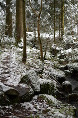 Bach, Fluss, Weg, Baum, Wald, Schwarzwald, 