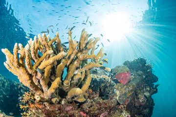 Naklejka na ściany i meble Coral reef growing on underwater WW2 wreckage in Papua New Guinea
