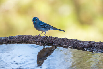 The Teide blue finch (Fringilla teydea) is an endemic bird of the Canary Islands.