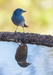 The Teide blue finch (Fringilla teydea) is an endemic bird of the Canary Islands.