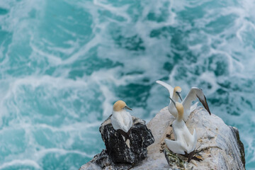 Gannets (Morus bassanus) are colonial breeders on islands and coasts.
