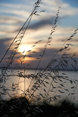 wild vegetation at sunset