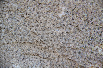 The corals texture on the wall against background.