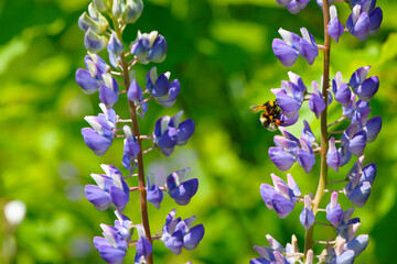 bumblebee on wildflowers. Lupinus perennis, against the background of a green meadow. Bumblebee...