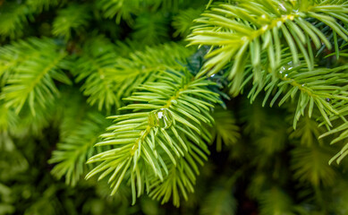 wet fir needles