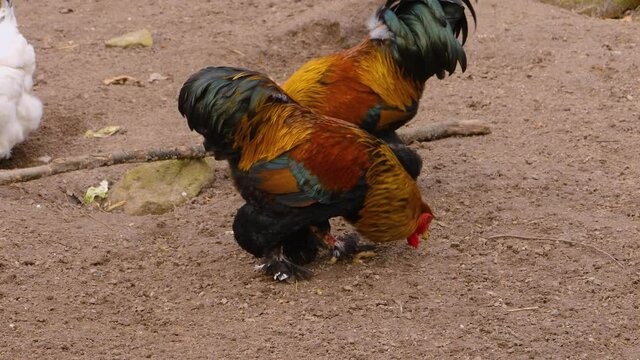 A group of roosters on a farm standing around together.