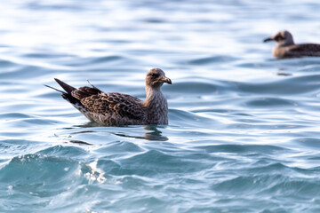 Seagull Close-up standing on a seaside rock and turning its head towards camera.