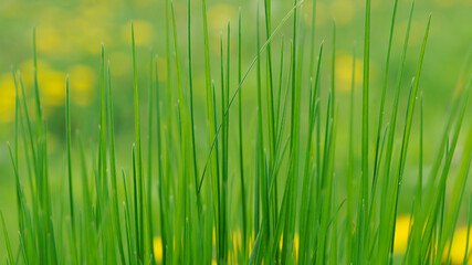 Green young grass close-up on the background of a lawn with yellow flowers