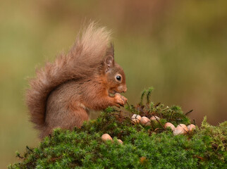 Naklejka na ściany i meble Endangerd Eurasian red squirrel with nuts in woodland on a mossy log
