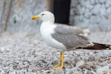 Seagull Close-up standing on a seaside rock and turning its head towards camera.