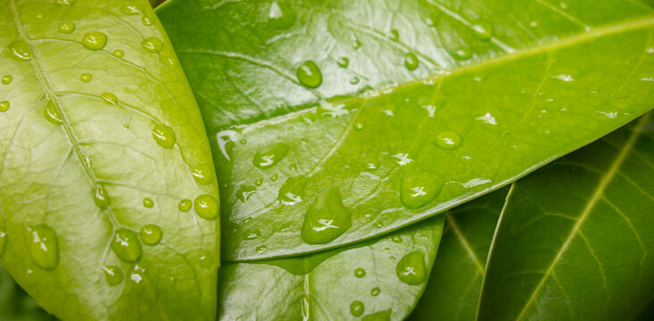 wet green leaves