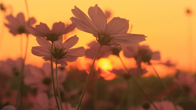 Silhouette  of  beautiful  cosmos  flowers in the garden, outdoor  Chiangmai Thailand