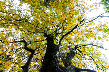 Various views of Autumn in a forest
