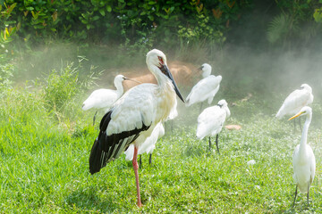 A white stork and Eurasian spoonbill  birds resting on grassland in wetland nature reserve in the...