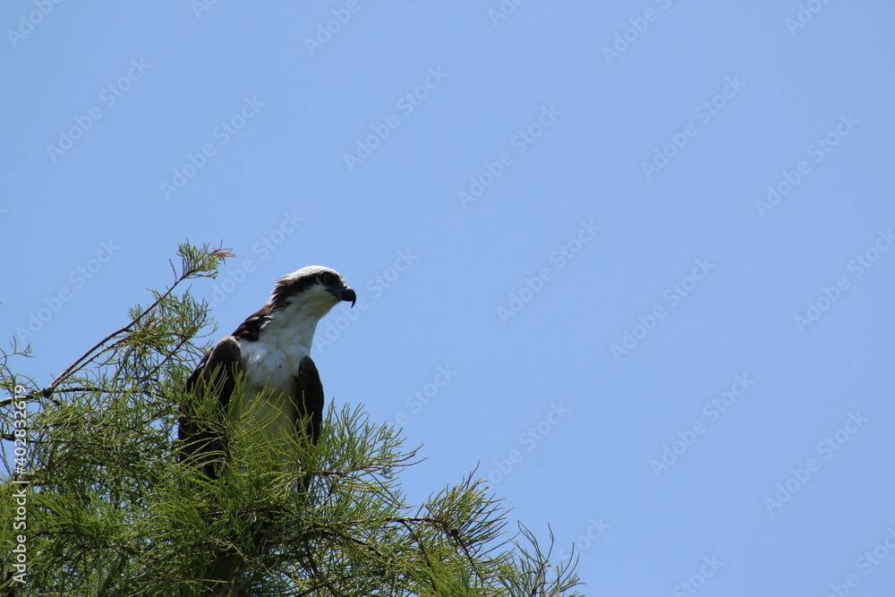 Canvas Prints Osprey