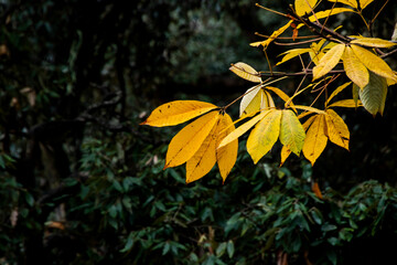 Various views of Autumn in a forest
