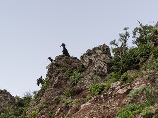 Ziegen schauen herab