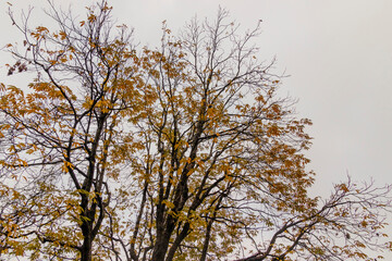 Various views of Autumn in a forest
