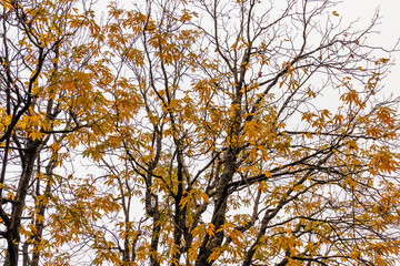 Various views of Autumn in a forest
