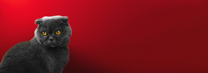 Banner of adorable blue scottish fold cat, studio photo portrait on a red isolated background, copy space