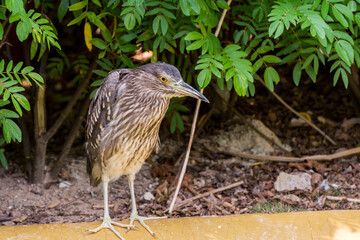The Chinese pond heron (Ardeola bacchus) is an East Asian freshwater bird of the heron family,  Ardeidae