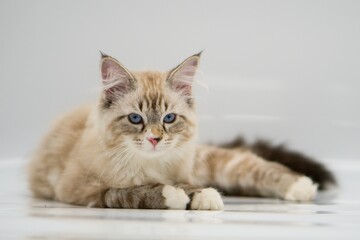 Neva Masquerade on white backgrounds