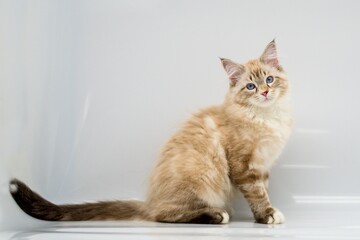 Neva Masquerade on white backgrounds