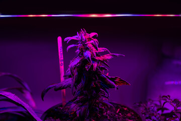 cultivation cannabis under LED lighting Girl Scout Cookies