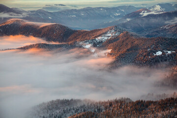 Snow-capped mountains and Christmas trees in the fog at sunset in the Carpathians, Marmaros, Ukrainian-Romanian border