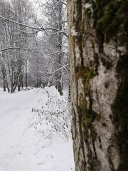 Obraz premium forest in winter