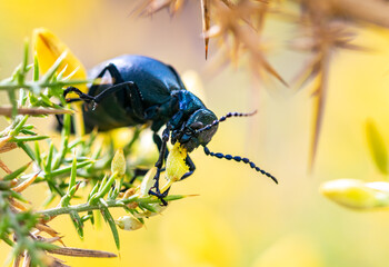 a image of a black oil beetle feeding on fresh flowers 