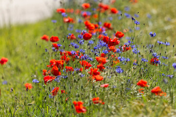 field of red poppies