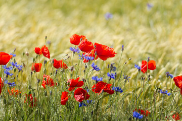 poppy field in summer